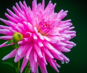 Colorful dahlia Stock Photo 06