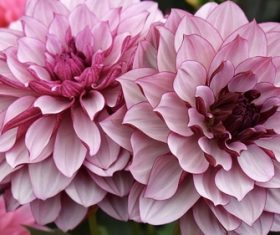 Colorful dahlia Stock Photo 07