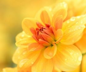 Colorful dahlia Stock Photo 08