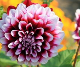 Colorful dahlia Stock Photo 09