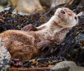 Cute sleeping animal Stock Photo