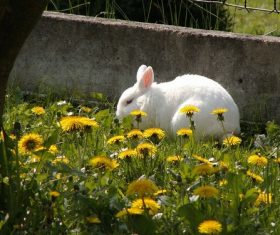 Cute white rabbit Stock Photo 01