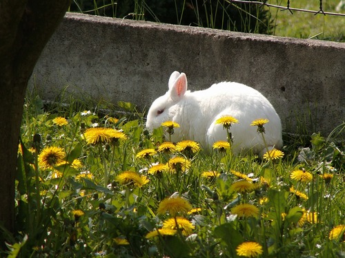 Cute white rabbit Stock Photo 01