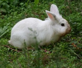 Cute white rabbit Stock Photo 02