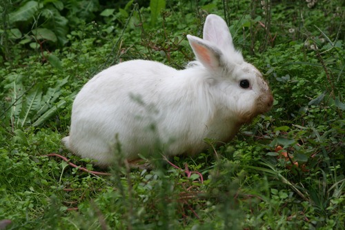 Cute white rabbit Stock Photo 02