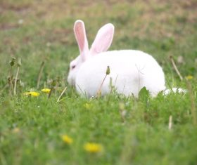 Cute white rabbit Stock Photo 03