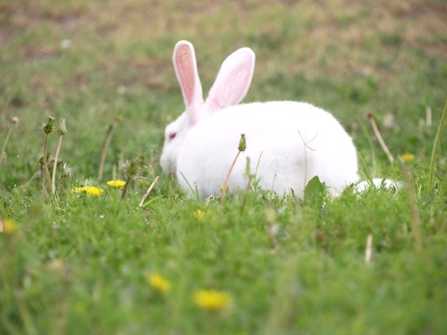 Cute white rabbit Stock Photo 03