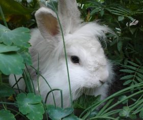 Cute white rabbit Stock Photo 04