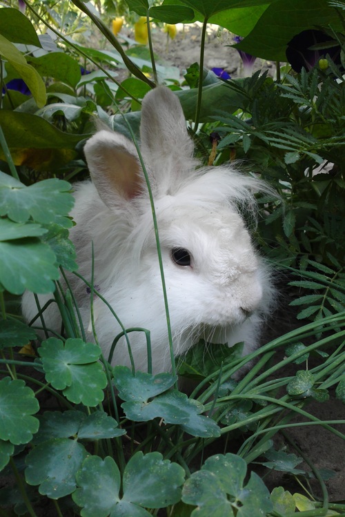 Cute white rabbit Stock Photo 04