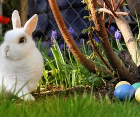 Cute white rabbit Stock Photo 05