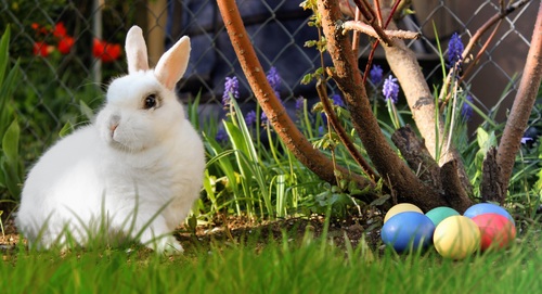 Cute white rabbit Stock Photo 05
