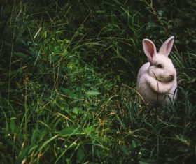 Cute white rabbit Stock Photo 06