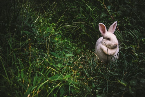 Cute white rabbit Stock Photo 06