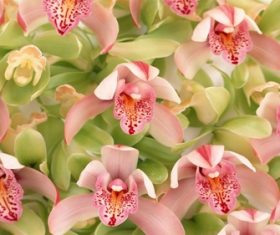 Cymbidium hybridum Stock Photo 01