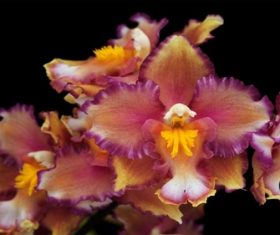 Cymbidium hybridum Stock Photo 03