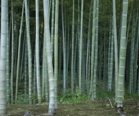 Dense green bamboo forest Stock Photo