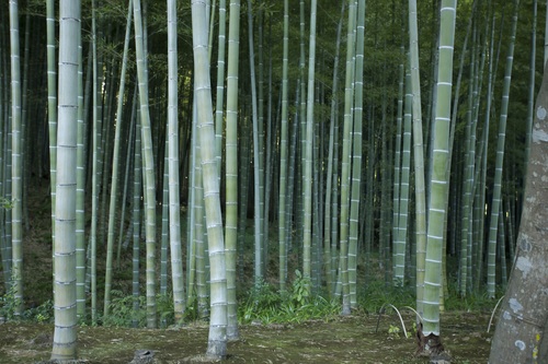 Dense green bamboo forest Stock Photo