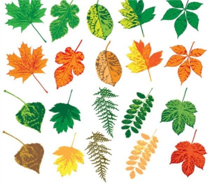 Different colorful leaves set vector