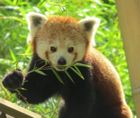 Eat bamboo leaves red panda Stock Photo 01