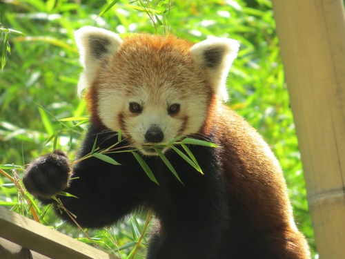 Eat bamboo leaves red panda Stock Photo 01