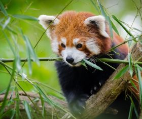 Eat bamboo leaves red panda Stock Photo 02