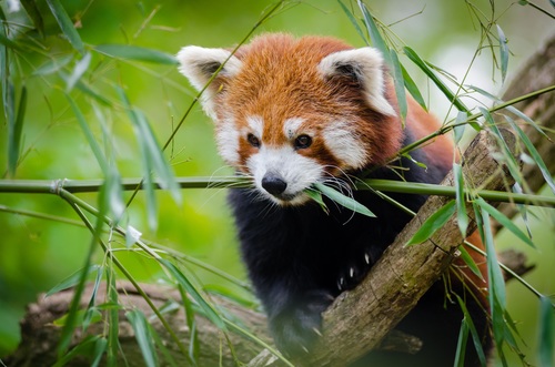 Eat bamboo leaves red panda Stock Photo 02