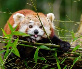 Eat bamboo leaves red panda Stock Photo 03