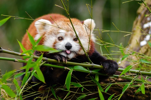 Eat bamboo leaves red panda Stock Photo 03