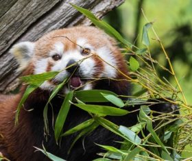 Eat bamboo leaves red panda Stock Photo 04