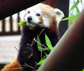 Eat bamboo leaves red panda Stock Photo 05