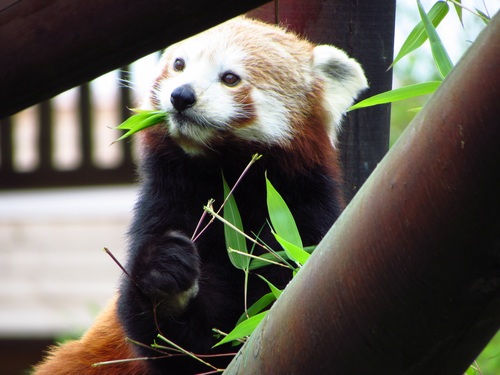Eat bamboo leaves red panda Stock Photo 05
