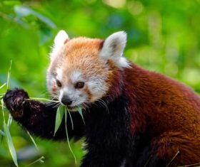 Eat bamboo leaves red panda Stock Photo 06