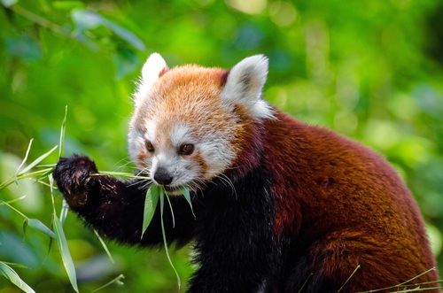 Eat bamboo leaves red panda Stock Photo 06