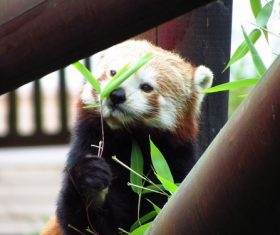 Eat bamboo leaves red panda Stock Photo 07