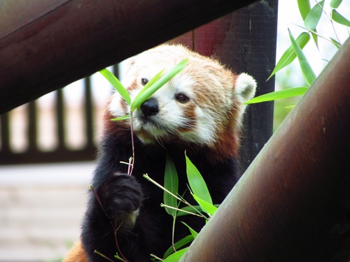 Eat bamboo leaves red panda Stock Photo 07