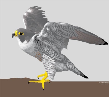 Falcon design set vector