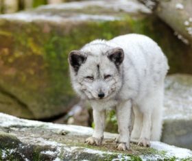 Fierce Arctic Wolf Stock Photo 01
