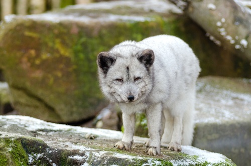 Fierce Arctic Wolf Stock Photo 01