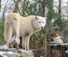 Fierce Arctic Wolf Stock Photo 02