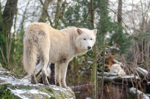 Fierce Arctic Wolf Stock Photo 02