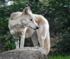 Fierce Arctic Wolf Stock Photo 03