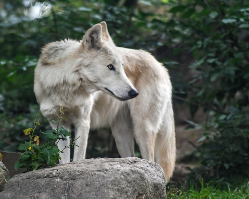 Fierce Arctic Wolf Stock Photo 03