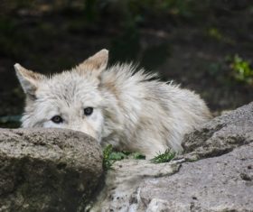 Fierce Arctic Wolf Stock Photo 04