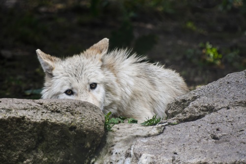 Fierce Arctic Wolf Stock Photo 04