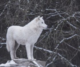 Fierce Arctic Wolf Stock Photo 05