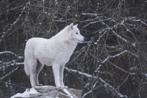 Fierce Arctic Wolf Stock Photo 05