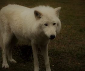 Fierce Arctic Wolf Stock Photo 06