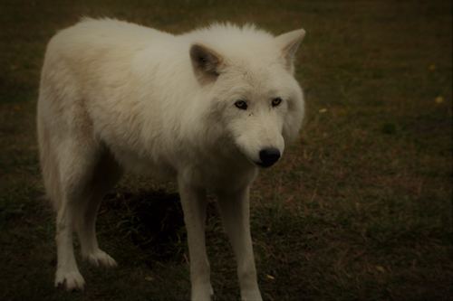 Fierce Arctic Wolf Stock Photo 06