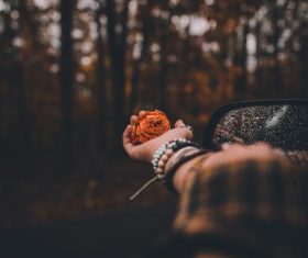 Flowers on the palm Stock Photo