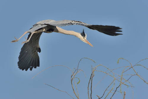 Flying heron Stock Photo 01